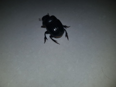 Copris hispanus cavolinii