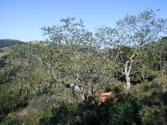 Moquiniastrum polymorphum