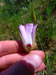 Calochortus catalinae