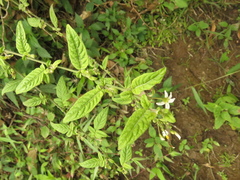 Solanum brevifolium