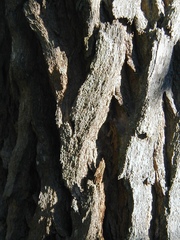 Moquiniastrum polymorphum