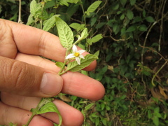 Solanum brevifolium