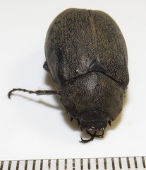 Asthenopholis adspersa