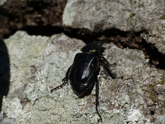 Gnorimus variabilis