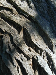 Moquiniastrum polymorphum