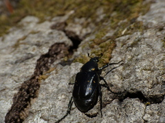 Gnorimus variabilis