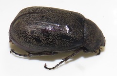 Asthenopholis adspersa