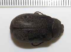 Asthenopholis adspersa
