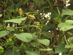 Stigmaphyllon bogotense