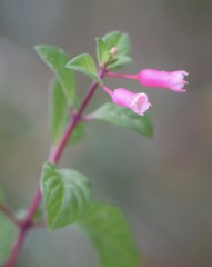 Fuchsia ravenii