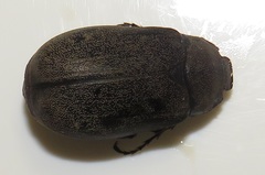 Asthenopholis adspersa