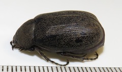 Asthenopholis adspersa