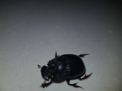 Copris hispanus cavolinii