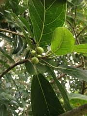 Ficus obtusifolia
