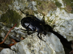 Gnorimus variabilis