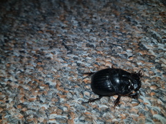 Copris hispanus cavolinii