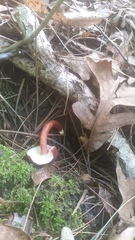 Gyroporus purpurinus
