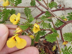 Chamaecrista calycioides