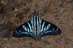 Jemadia albescens