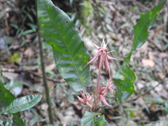 Quercus lancifolia