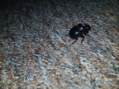 Copris hispanus cavolinii