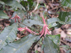 Quercus lancifolia