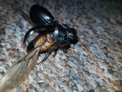 Copris hispanus cavolinii