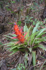 Tillandsia imperialis