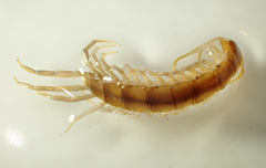 Gosibius monicus