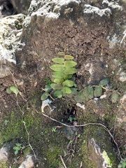 Marcgravia rectiflora