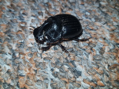 Copris hispanus cavolinii