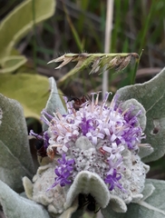 Eremanthus mollis