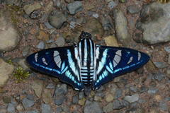 Jemadia gnetus