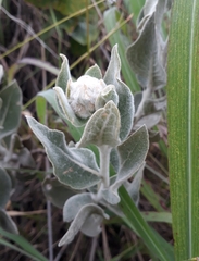 Eremanthus mollis