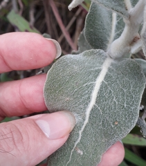 Eremanthus mollis