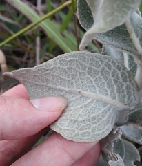 Eremanthus mollis