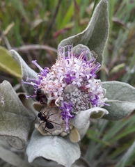 Eremanthus mollis