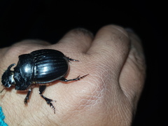 Copris hispanus cavolinii