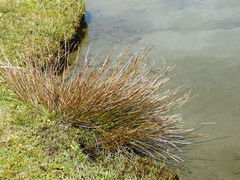 Schoenus pauciflorus