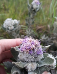 Eremanthus mollis
