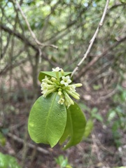 Cestrum citrifolium
