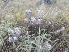Eremanthus mollis