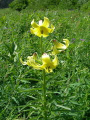 Lilium monadelphum