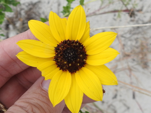 Image of Helianthus praecox by (c) Sam Kieschnick, some rights reserved (CC BY)