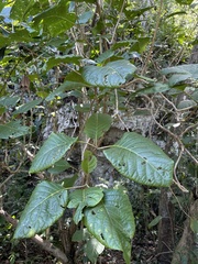 Pisonia horneae