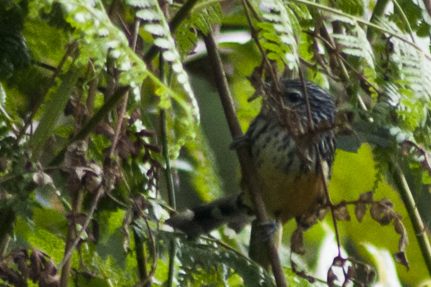 East Andean Antbird