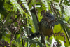 East Andean Antbird - Photo (c) Carlos Torrente, some rights reserved (CC BY-NC), uploaded by Carlos Torrente