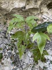 Tectaria heracleifolia