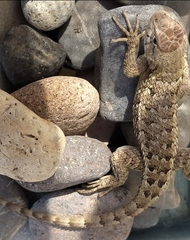 Sceloporus spinosus