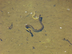 Thamnophis hammondii